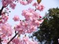 [鎌倉][桜]鶴岡八幡宮の本宮前の桜