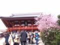 [鎌倉][桜]鶴岡八幡宮の桜