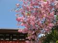 [鎌倉][桜]鶴岡八幡宮の本宮近くの桜