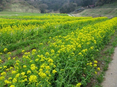 くりはま花の国の菜の花