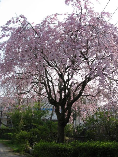 枝垂れ桜@柏尾川