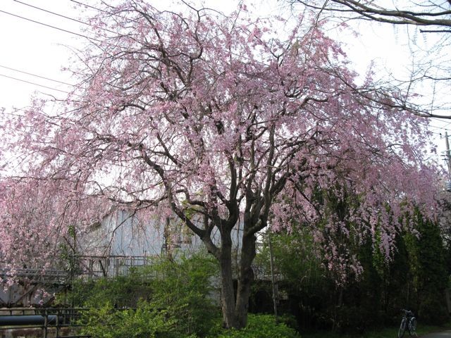 枝垂れ桜@柏尾川