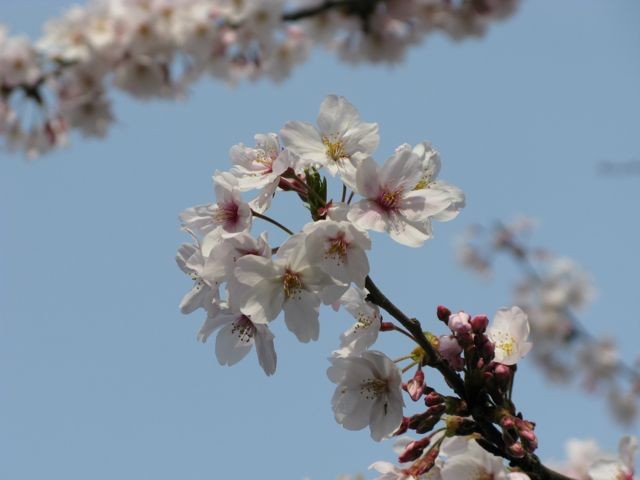 桜