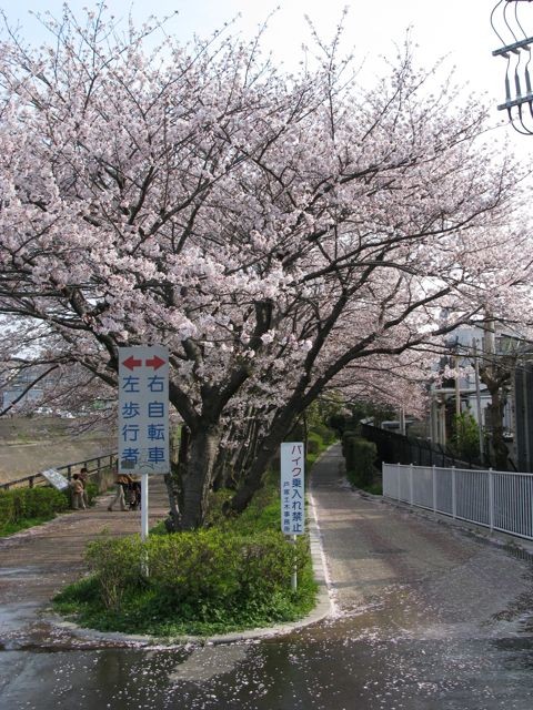 桜並木@柏尾川大橋