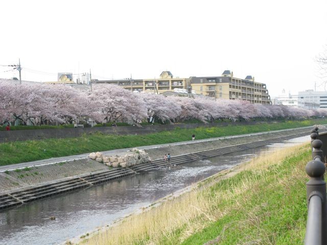 柏尾川の桜並木