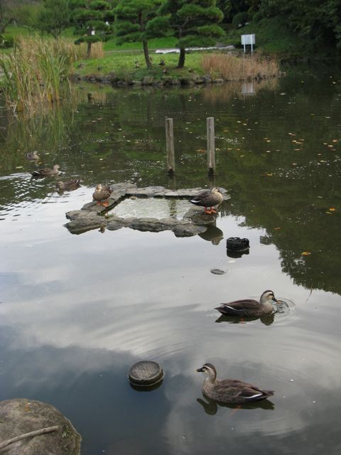 久良岐公園の大池