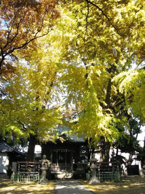 f:id:NAT:20081201000806j:image:h400
