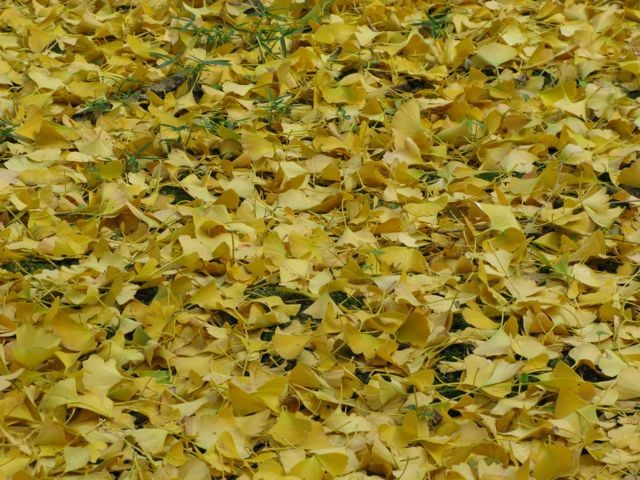 f:id:NAT:20081201001150j:image:w400