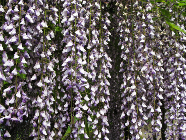 f:id:NAT:20090504180651j:image:w100