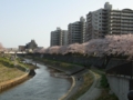 [桜] 柏尾川の河川敷