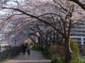 [桜] 柏尾川プロムナードの遊歩道