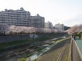 [桜] 吉田大橋近くからの眺め