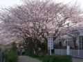 [桜] 柏尾川大橋近くの自転車道