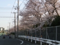 [桜] 柏尾川プロムナード南端 飯島橋近く