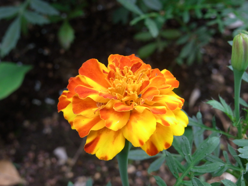 f:id:NAT:20100704205401j:image:w400