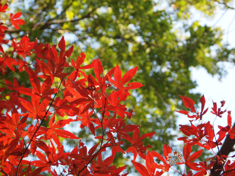 f:id:NAT:20101127211953j:image:w600 f:id:NAT:20101127211953j:image:w600