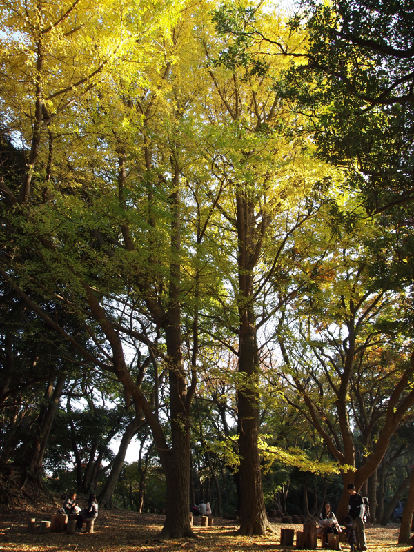 f:id:NAT:20101127211955j:image:h600 f:id:NAT:20101127211955j:image:h600
