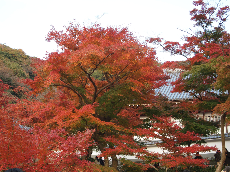f:id:NAT:20101127212000j:image:w600 f:id:NAT:20101127212000j:image:w600