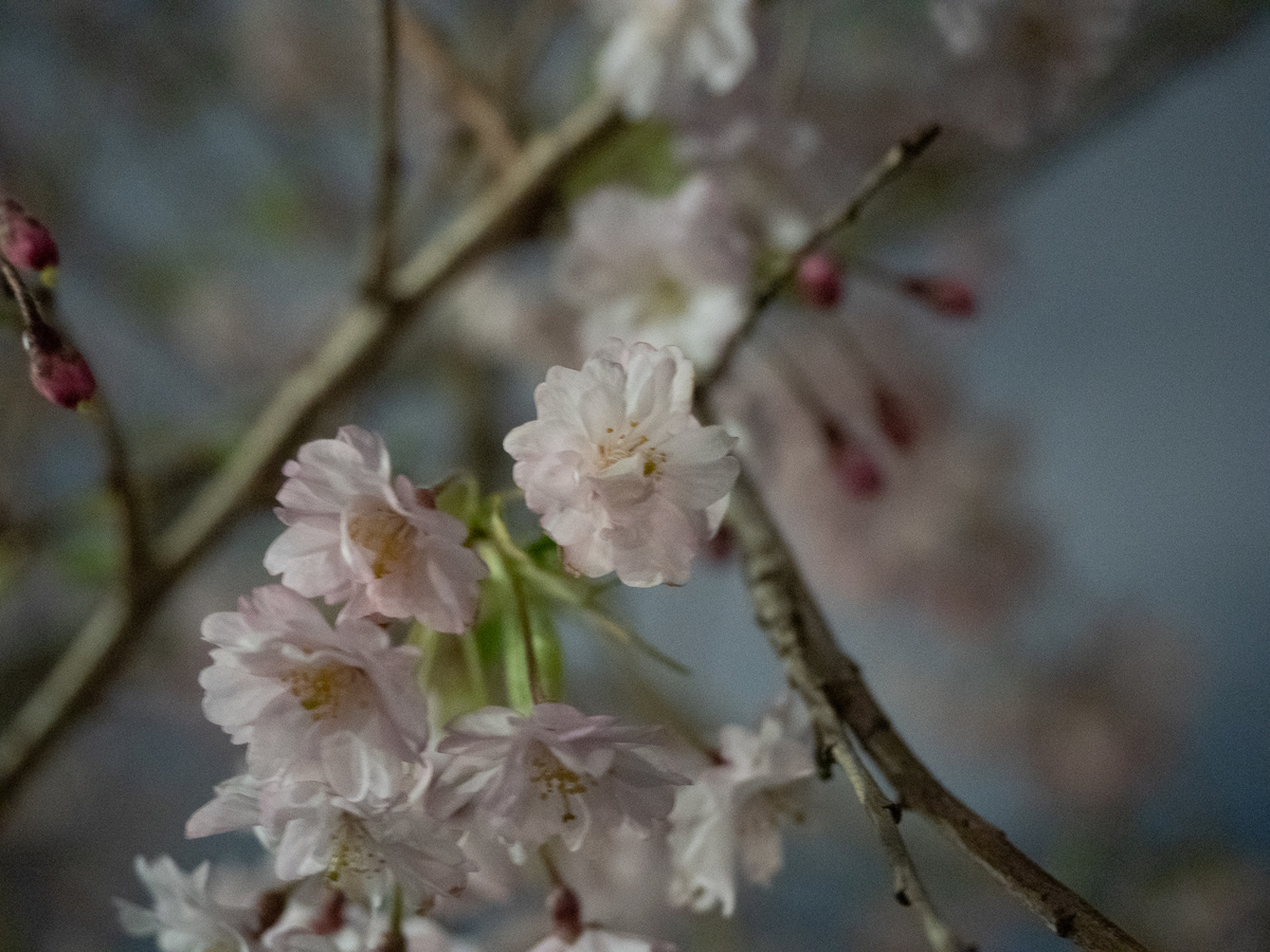 f:id:NAT:20220403011923j:plain
