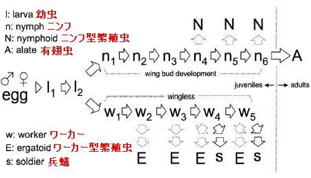 f:id:NATROM:20080215170138j:image