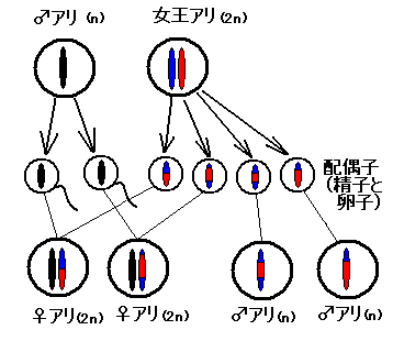 f:id:NATROM:20080219173018g:image