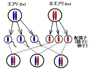 f:id:NATROM:20080219174225g:image