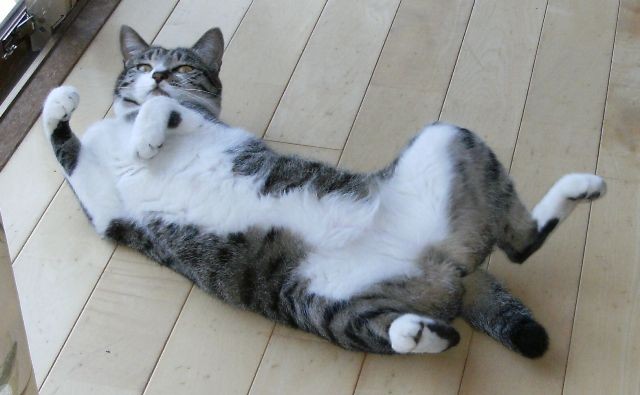 f:id:NATROM:20091209231036j:image