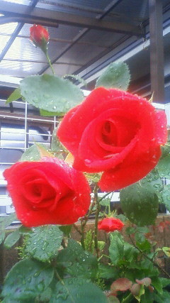 f:id:NATURAL:20090611063100j:image