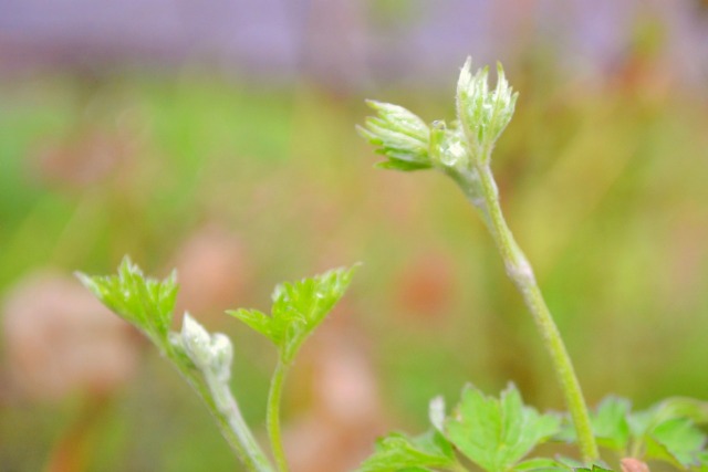 f:id:NATURALLIFEYOGA:20210308084335j:plain