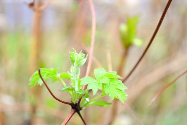 f:id:NATURALLIFEYOGA:20210308084341j:plain