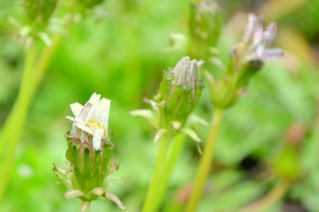 f:id:NATURALLIFEYOGA:20210308084345j:plain