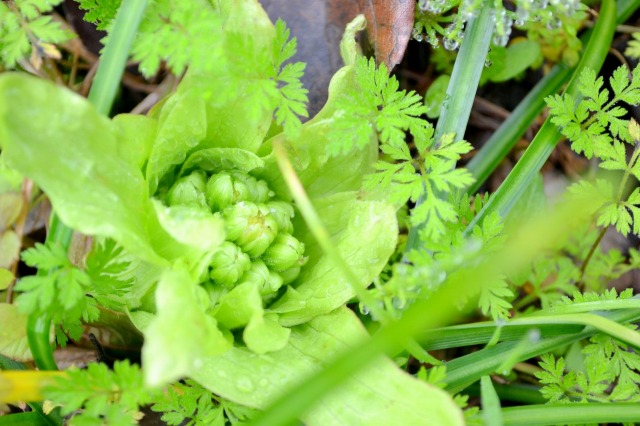 f:id:NATURALLIFEYOGA:20210308084355j:plain