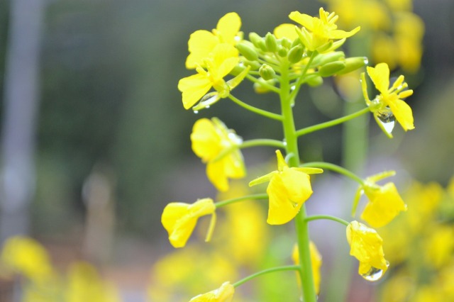 f:id:NATURALLIFEYOGA:20210308084420j:plain