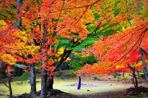 f:id:NATURALLIFEYOGA:20211212181445j:plain