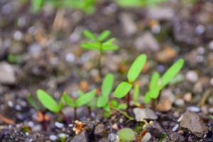 f:id:NATURALLIFEYOGA:20220408215610j:plain