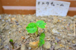 f:id:NATURALLIFEYOGA:20220408215800j:plain