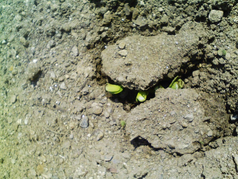 f:id:NCOM:20110401182525j:image