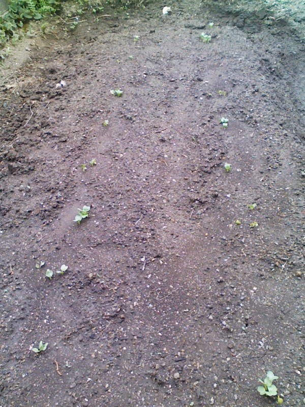 f:id:NCOM:20110403122633j:image