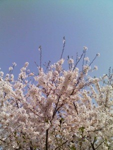 f:id:NCOM:20110411054405j:image