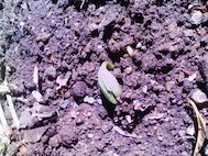 f:id:NCOM:20110413111042j:image