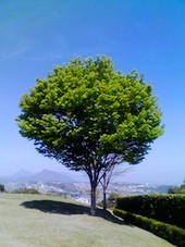 f:id:NCOM:20110413112421j:image