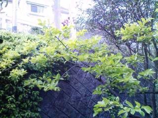 f:id:NCOM:20110425014017j:image