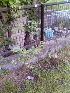 f:id:NCOM:20110425014120j:image