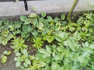 f:id:NCOM:20110506101327j:image