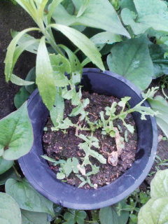 f:id:NCOM:20110506101938j:image