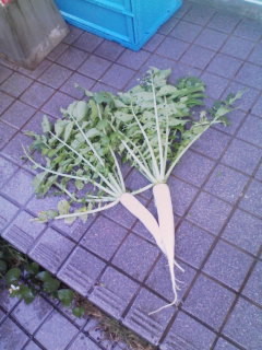 f:id:NCOM:20110521095809j:image