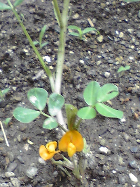 f:id:NCOM:20110704191352j:image