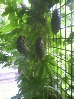f:id:NCOM:20110823182838j:image