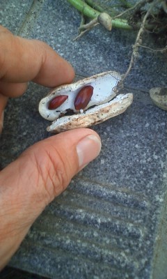 f:id:NCOM:20111001173848j:image