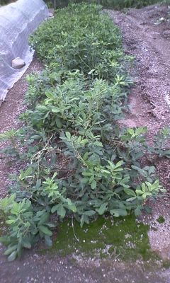f:id:NCOM:20111002215451j:image
